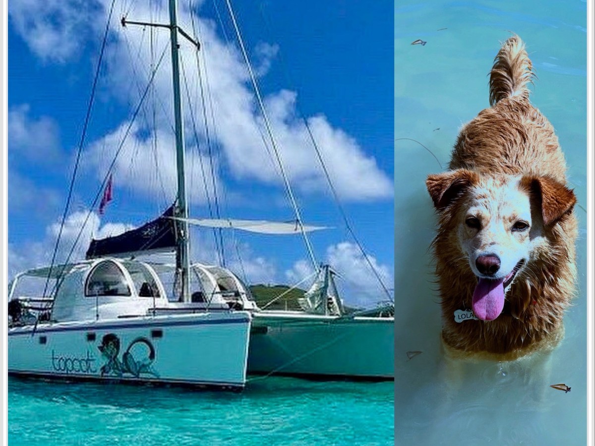 The dog, the cat and the&nbsp;sunburn.