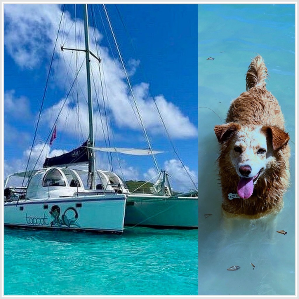 The dog, the cat and the sunburn.